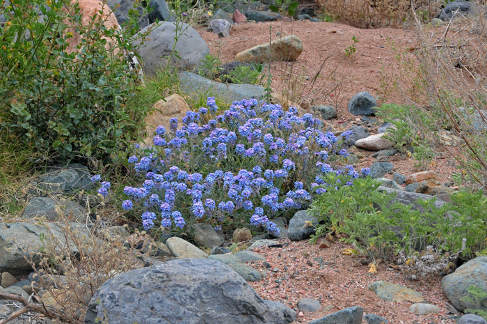 Southwestern Mock Vervain has showy flowers and bright green leaves with 2 or 3 lobes and toothed margins. Glandularia gooddingii 